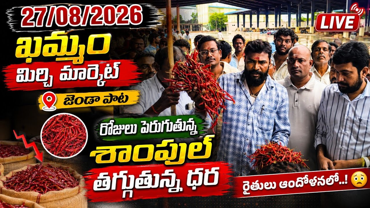 27/08/2026 khammam mirchi market price khammam mirchi market today #dharalu #mirchi#mirchiratetoday