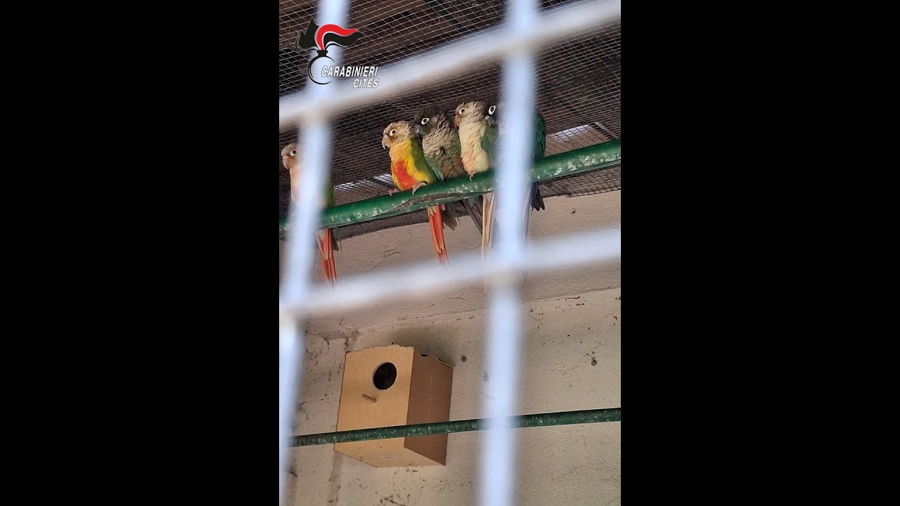 09 ottobre 2025 - Vco Notizie