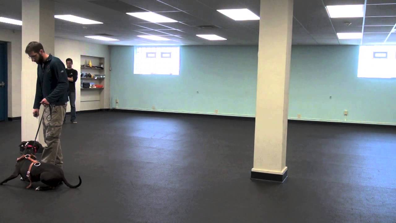 Training An Aggressive Pit Bull | K9 Connection Dog Training | Buffalo NY