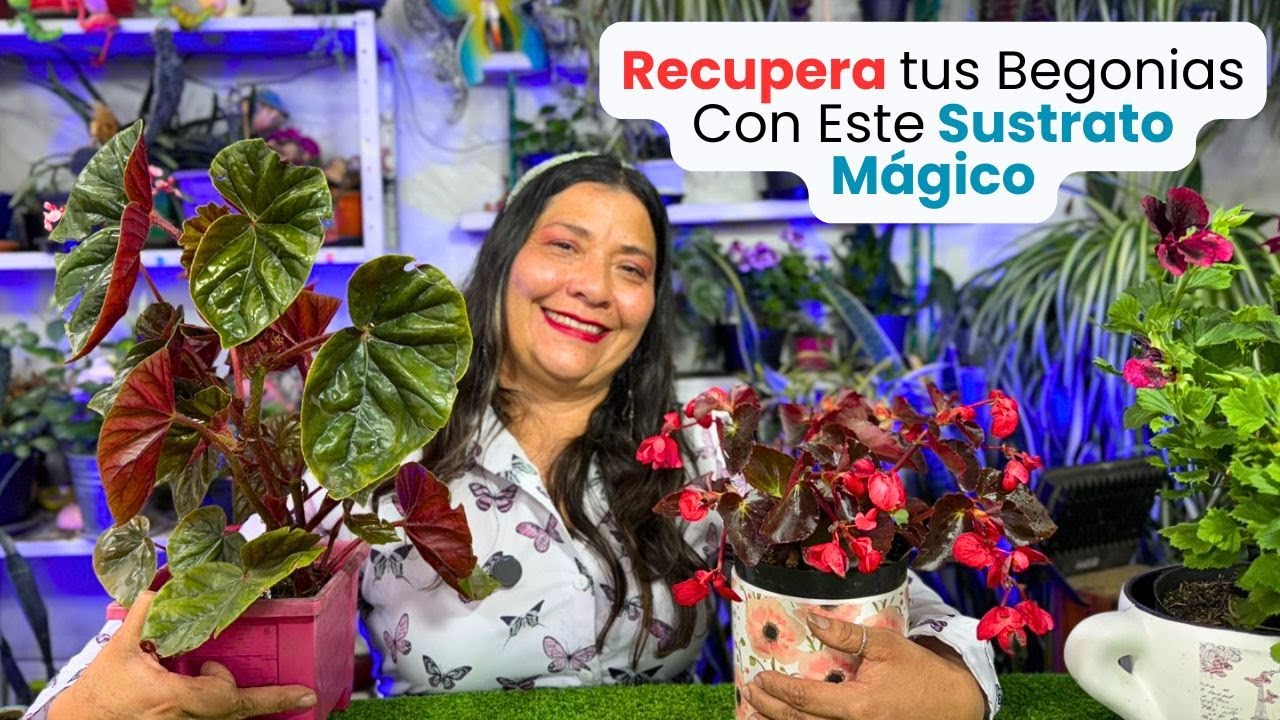 Begonias Hermosas y en Flor, El Secreto del Sustrato mágico