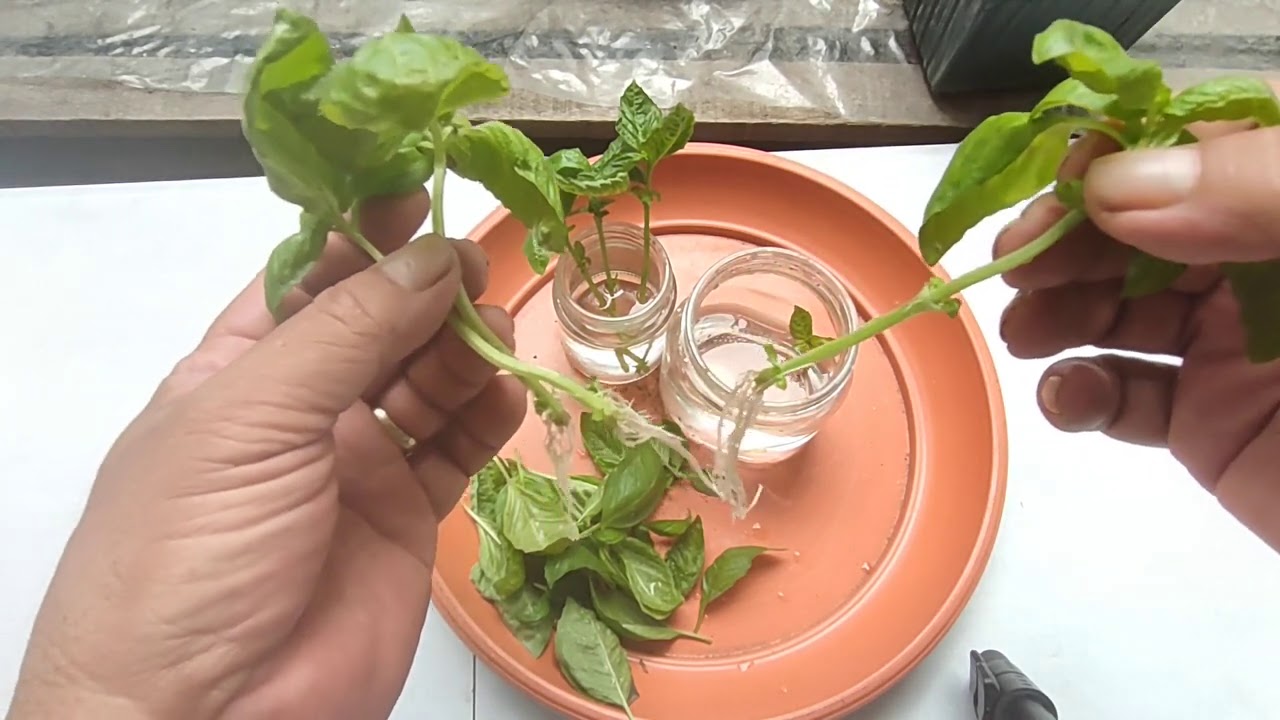 Paano Paramihin ang Basil from Cuttings - English Caption