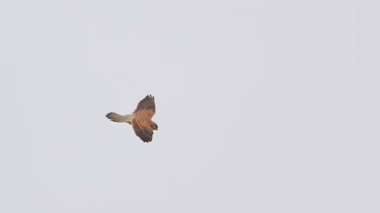 Falco Tinnunculus, Gheppio 4