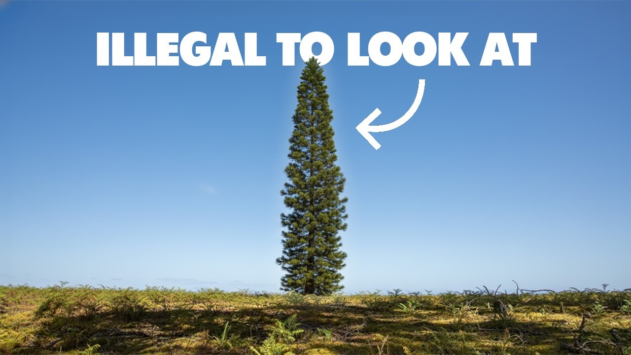 Why Australia keeps the World’s Rarest Tree Hidden