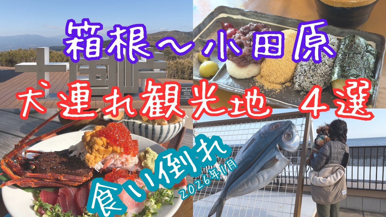 【犬連れ箱根】観光編 長浜海浜公園~十国峠~箱根関所（モリトソラ箱根泊）箱根神社~TOTOCO小田原