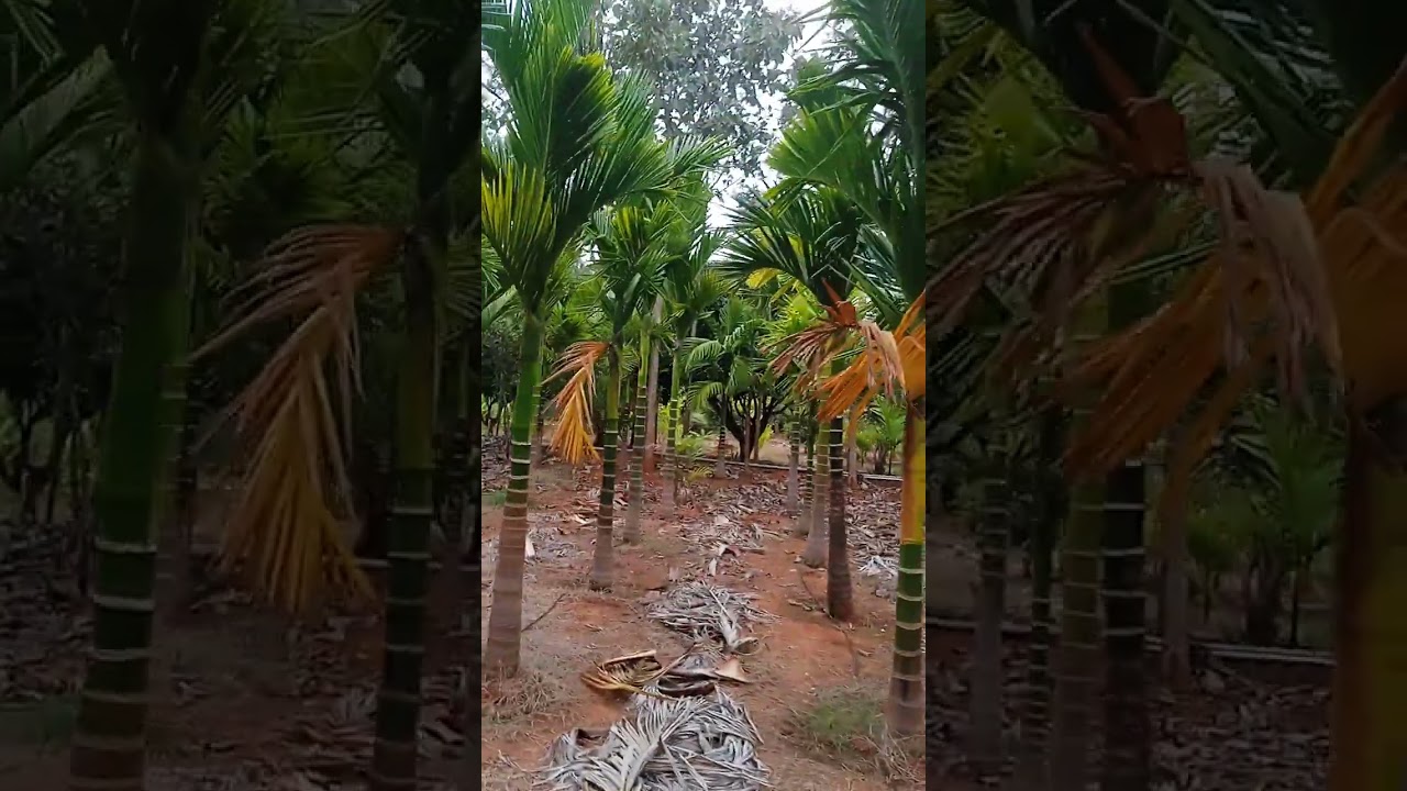 ನಮ್ಮ ಅಡಿಕೆ ತೋಟ