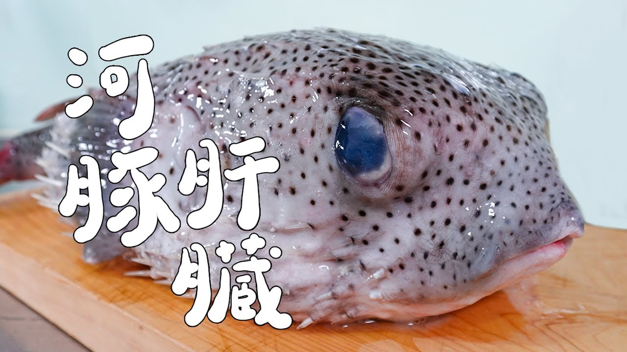 冬天的河豚肝臟也太巨大了吧！超級肥美！｜RICOの食材圖鑑