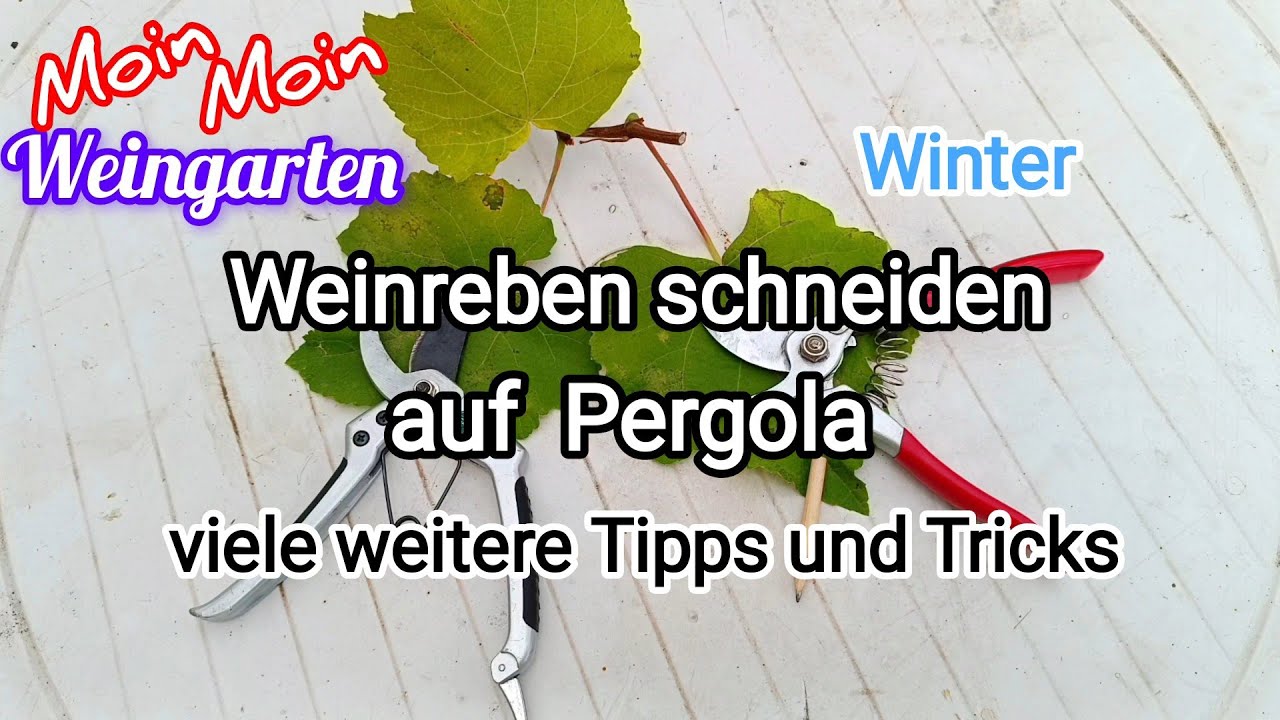 Weinrebe zurück schneiden Pergola + Rückschnitt Winter / Herbst Trauben Video 4