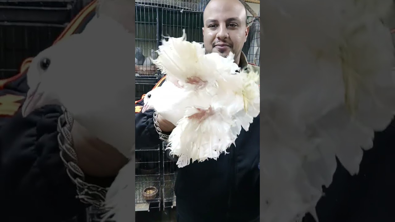 بسم الله الرحمن الرحيم♥️عرض الغلابه 200وبس🕊️عند الباشاا🪬االباشا 01212390619يوجد شحن لجميع المحافظات 