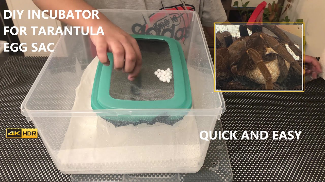 Tarantula DIY Incubator | Eggs | Eggs with legs | Slings | Egg Sac | Spiders.1