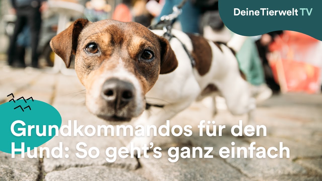 Grundkommandos f&uuml;r den Hund: So geht&rsquo;s ganz einfach