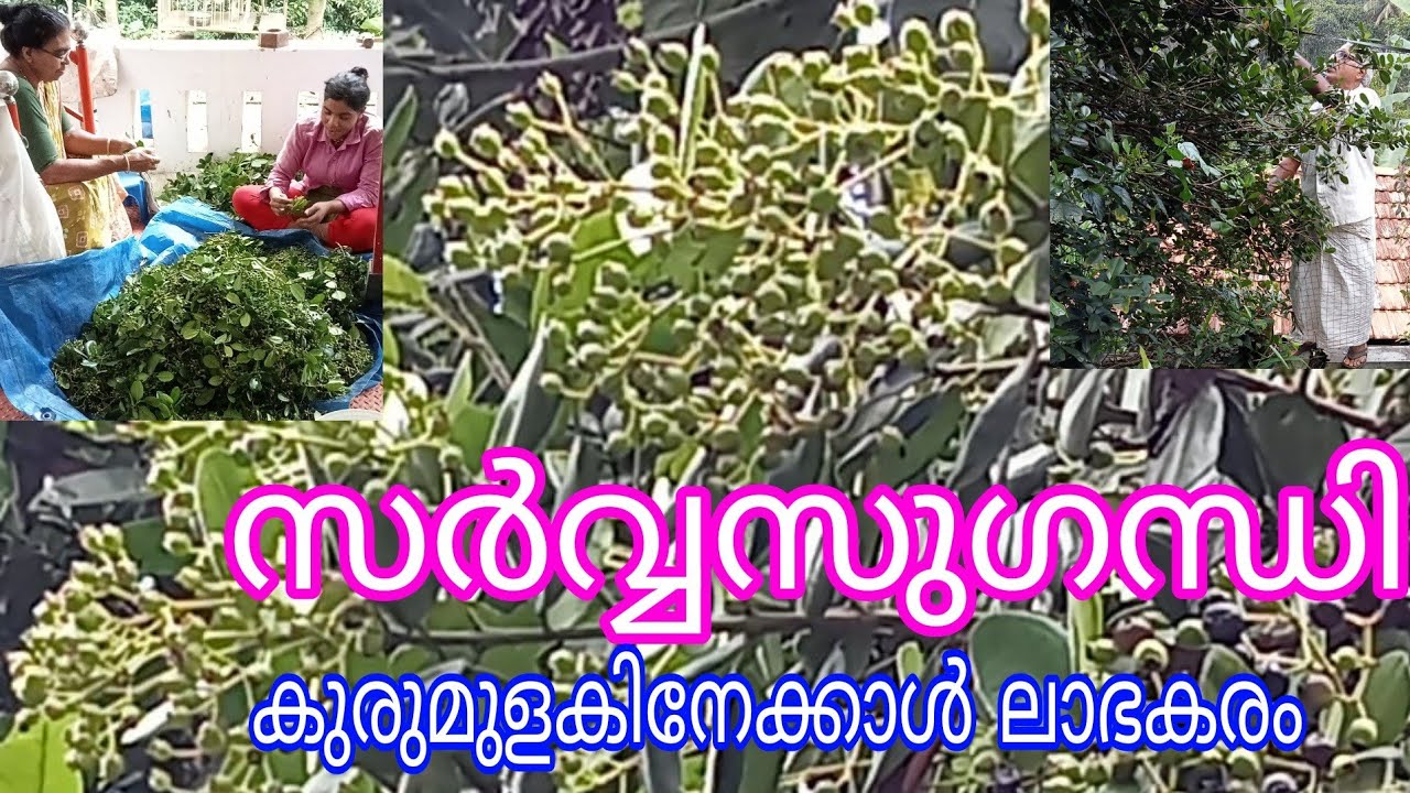 Sarva Suganthy (All Spices)#antony muniyara VIogs