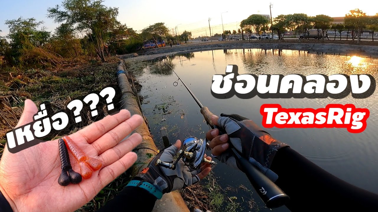 ตกปลาช่อนคลอง ยามเย็นด้วยเหยื่อ???? TexasRig วันนี้หาปลายากมาก