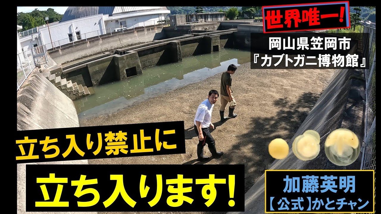 立ち入り禁止に立ち入ります！カブトガニ博物館の繁殖施設！Horseshoe Crab Museum! Breeding facilities, off-limits≫ 加藤英明【公式】かとチャン