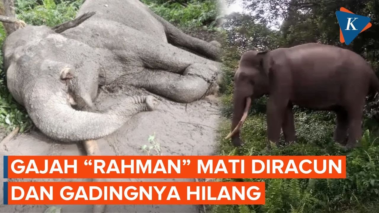 Sedih! Gajah Rahman Mati Diracun, Gading Sebelah Kiri Dipotong