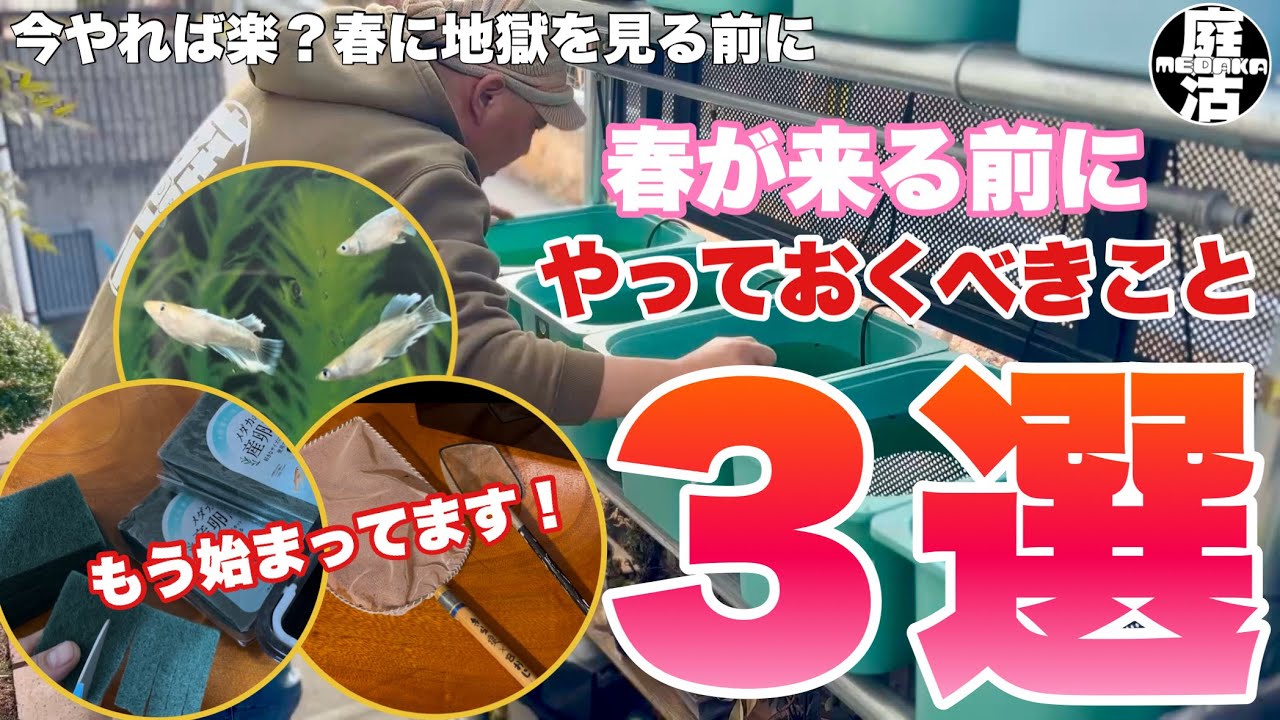 （メダカ）今やっておくべき！！【春に地獄を見る前に】