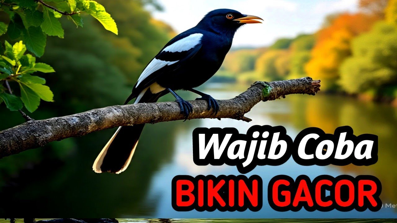 Kacer Masteran Alam Sungai Asli | Nature Relaxing Sound for Daily Training