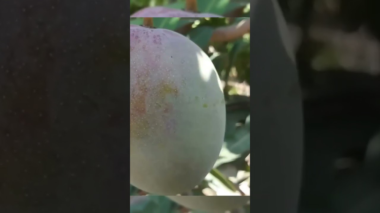 Cosecha de mango 🥭🥭 