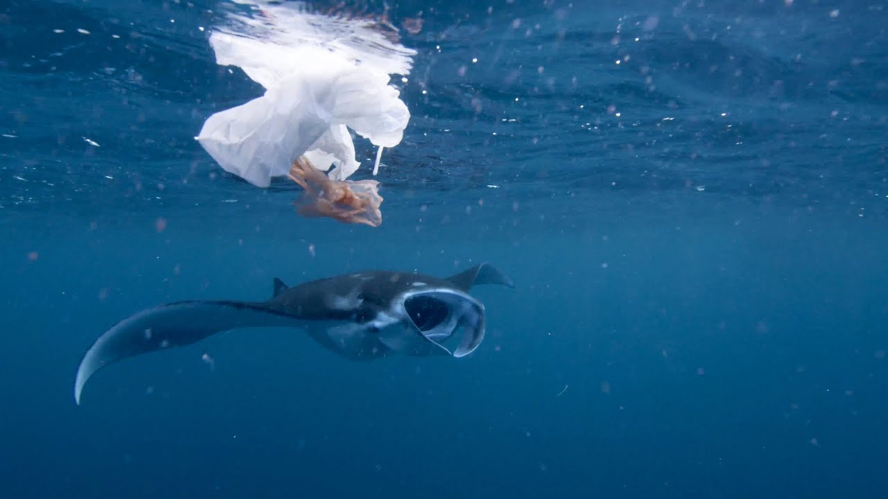 Alison Teal & Orca365 - SHOCKING Indonesia plastic