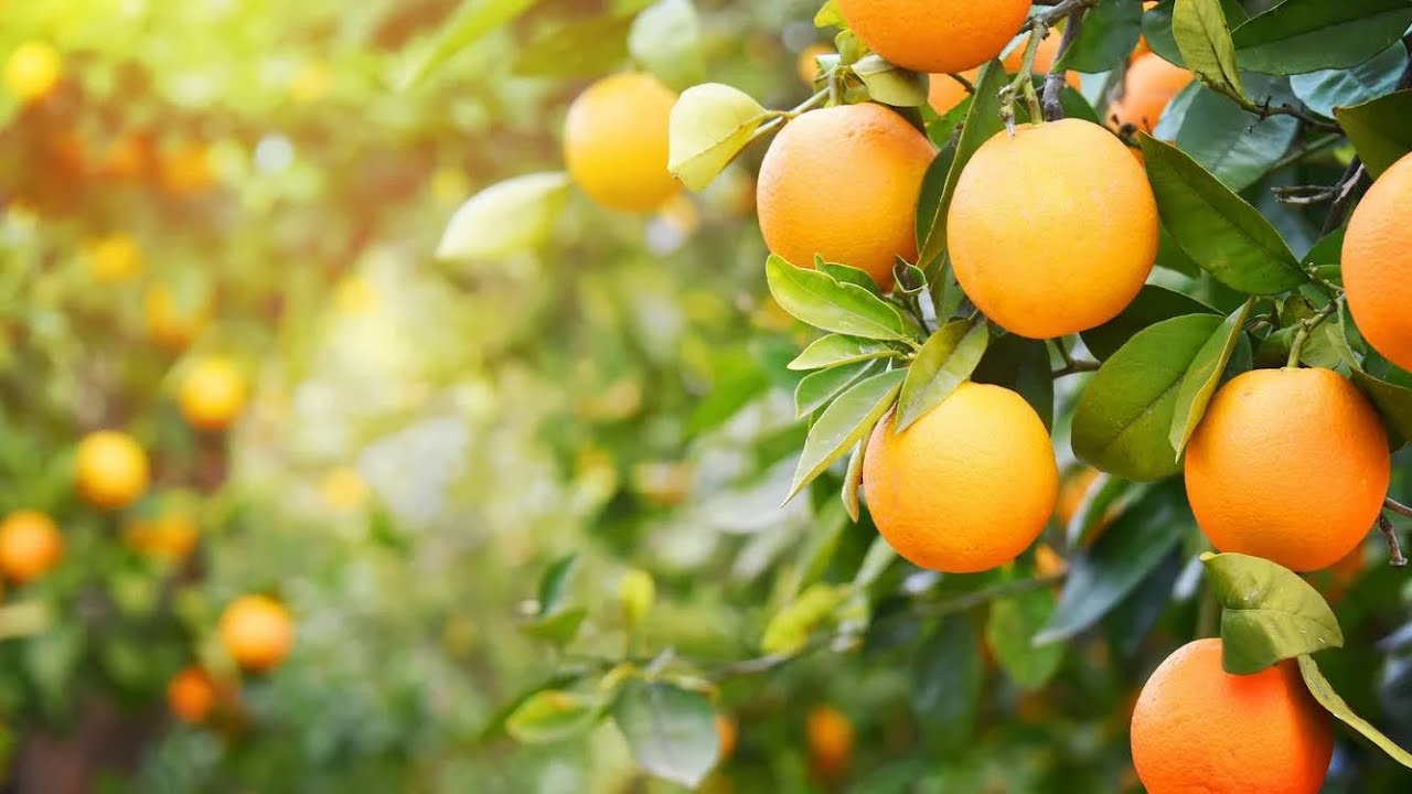 Maʼlumotni zoʻri. Limon ekilish sxemasi. Mutahasis maslahatlari.
