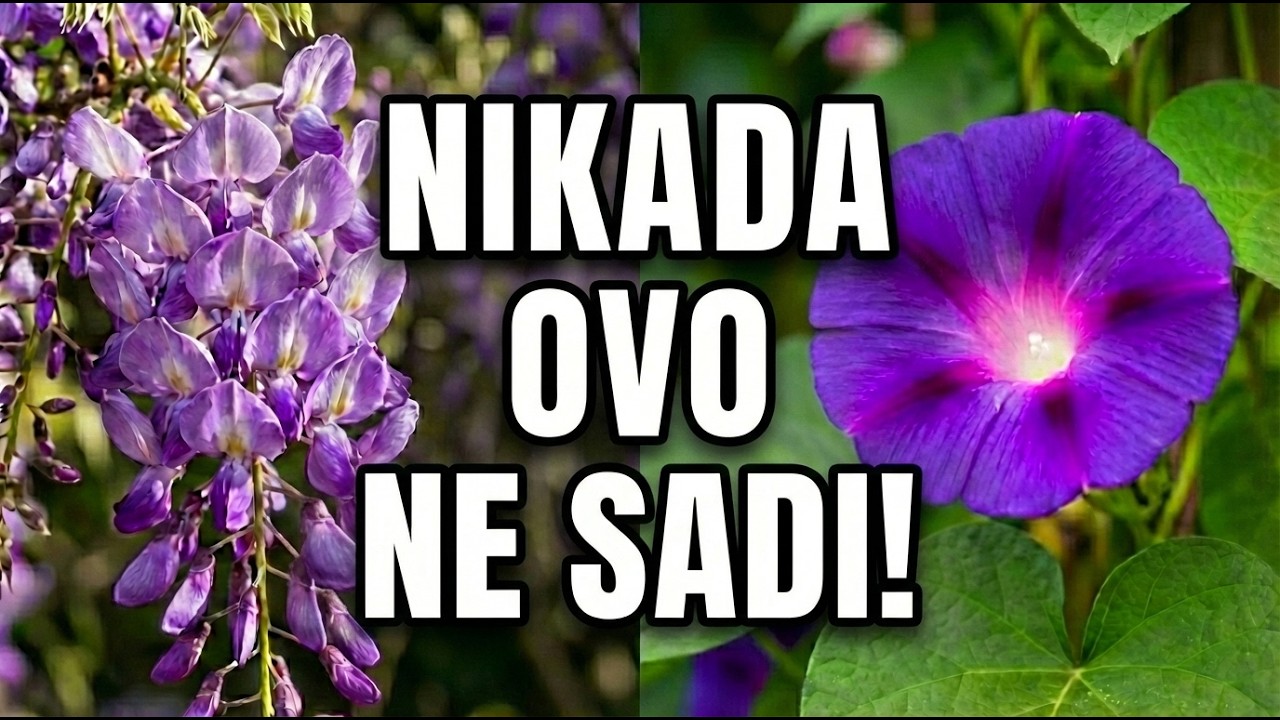 10 Biljaka Koje NI Biste Trebali Imati U Svom Vrtu — Rasadnici Vas Ne Upozoravaju