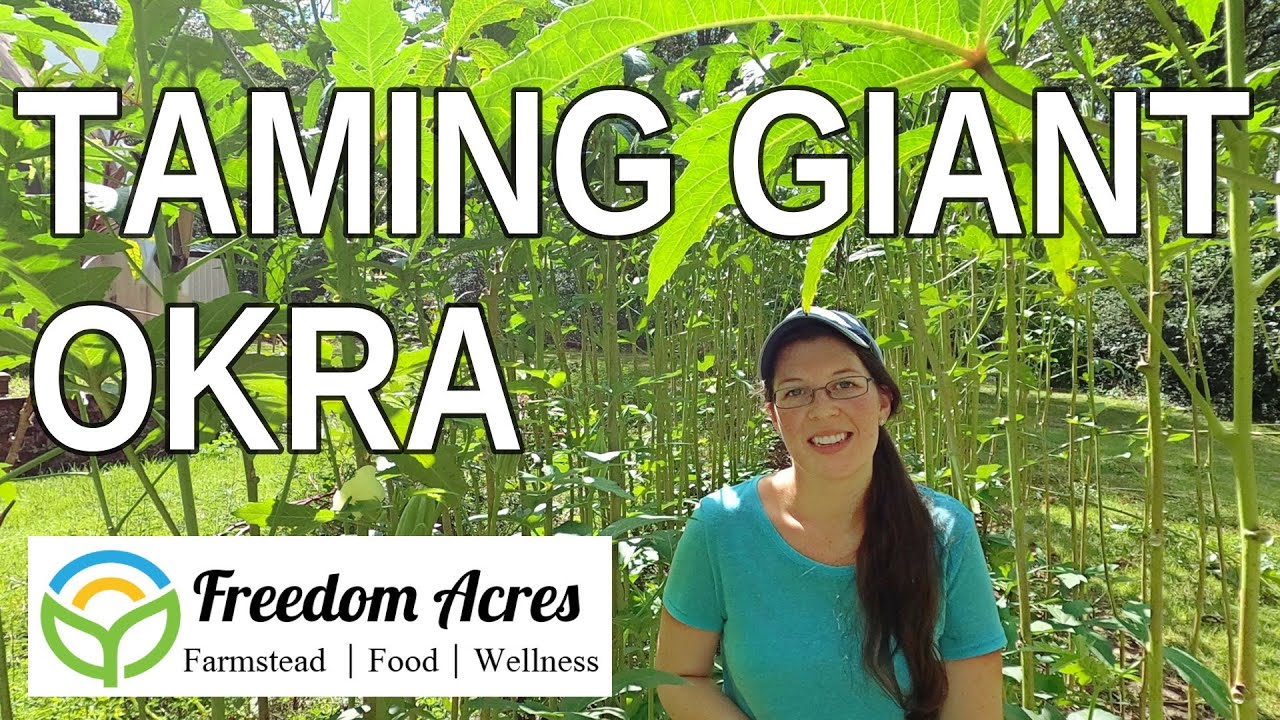 Pruning GIANT OKRA for a SECOND CROP!!
