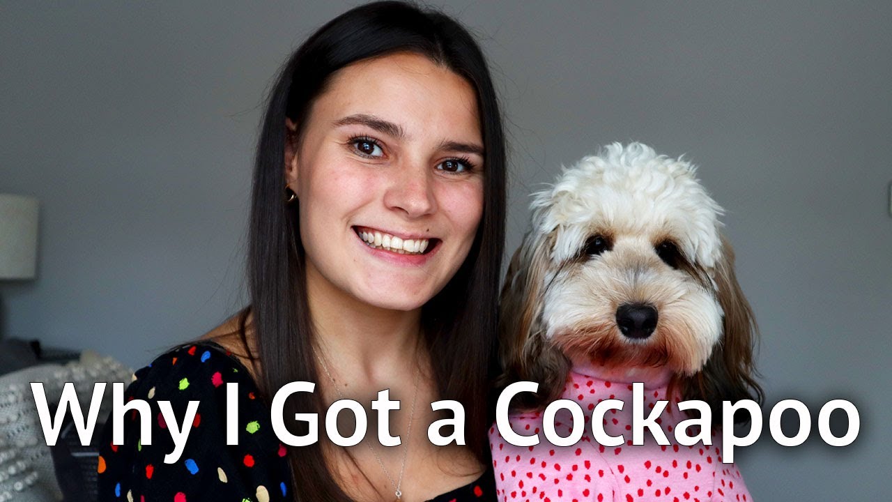 WHY I CHOSE TO GET A COCKAPOO PUPPY: Reasons why cockapoos make a great dog for first time owners