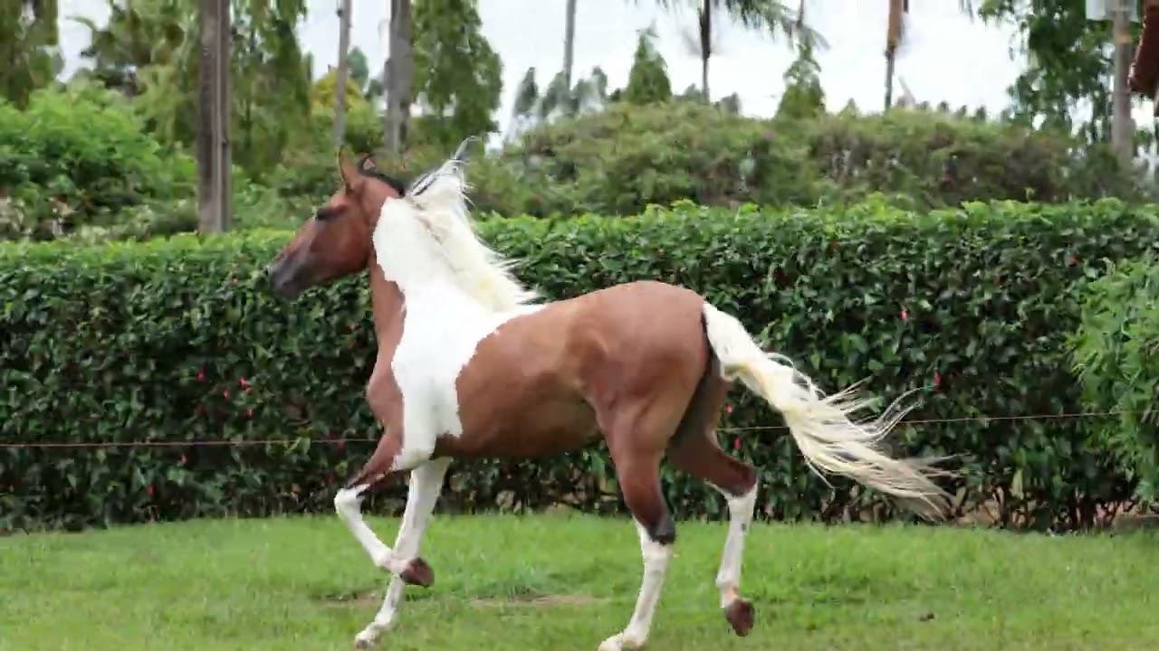 LOTE 05 BALSAMO OFICIAL