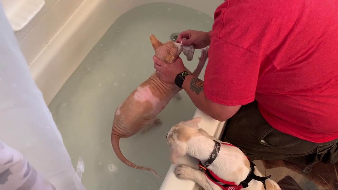 Sphynx cat hates taking a bath funny cat video