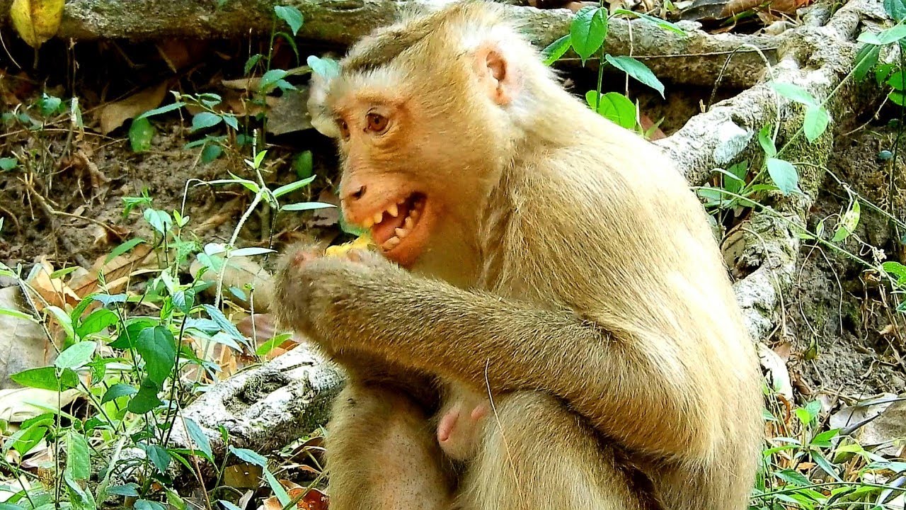 Monkey Amber Troop Not Help Young Mom Monkey Rose Cos She Is Abandoned Pigtail Monkey, Rose So Good