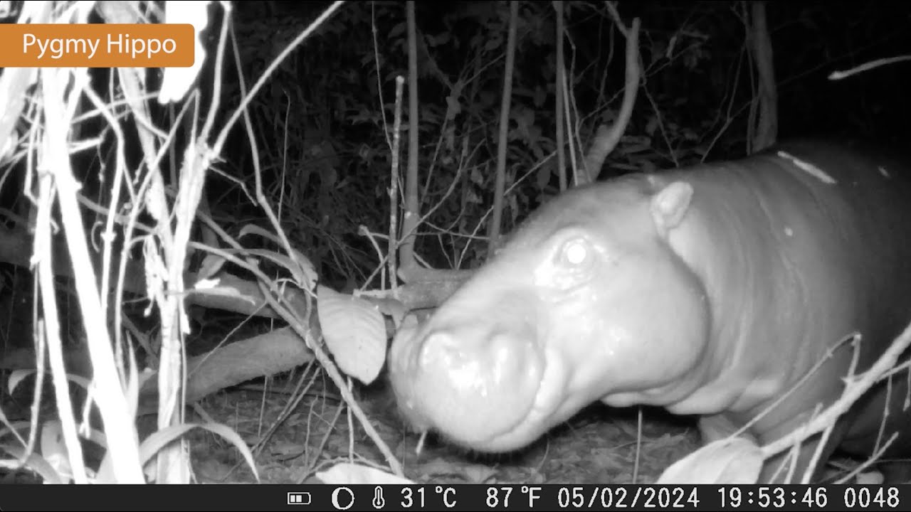 Camera trap footage from Kwa National Park, Liberia