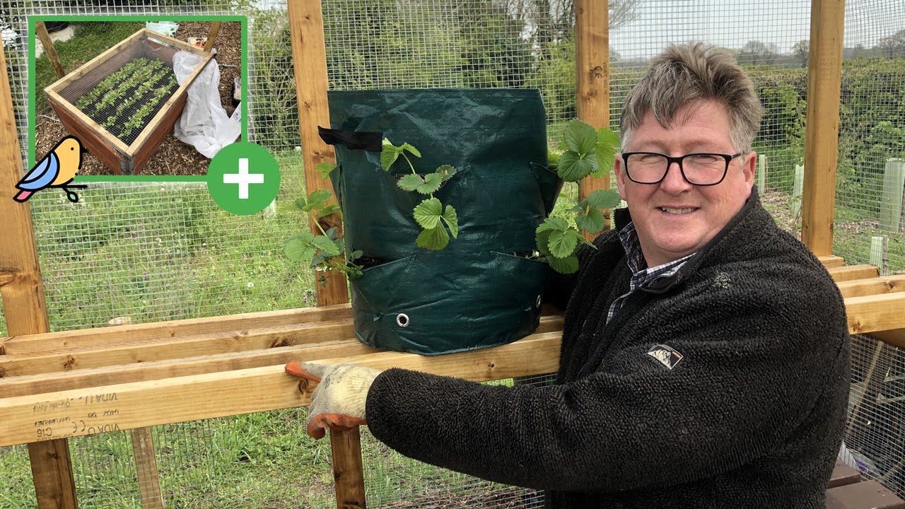 The Allotment: Adding shelving to the fruit cage & protecting the raised beds from birds - Ep 21