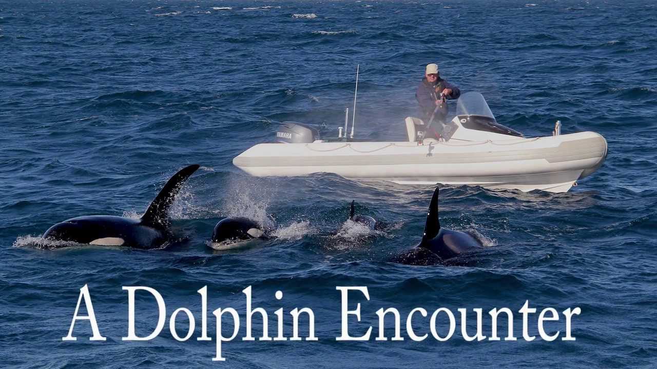 Orca In Kaikoura, New Zealand