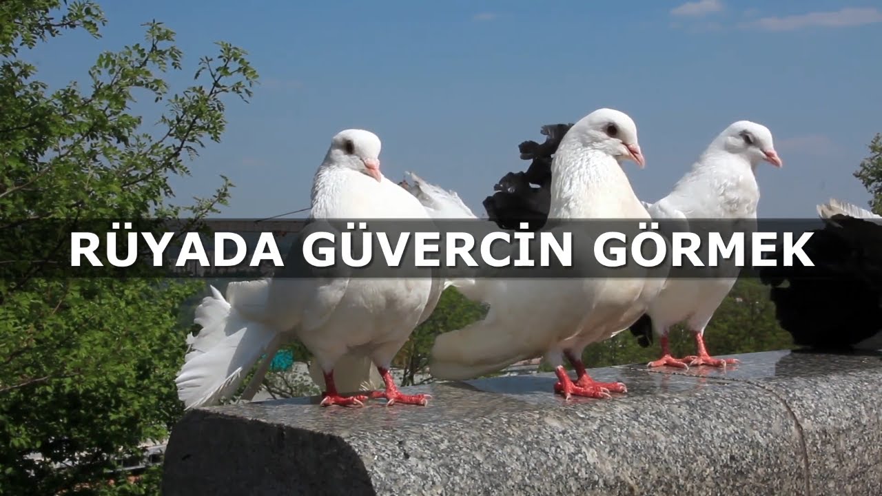 Rüyada Güvercin Görmek | İslami Rüya Tabiri | Dini Rüya Tabirleri