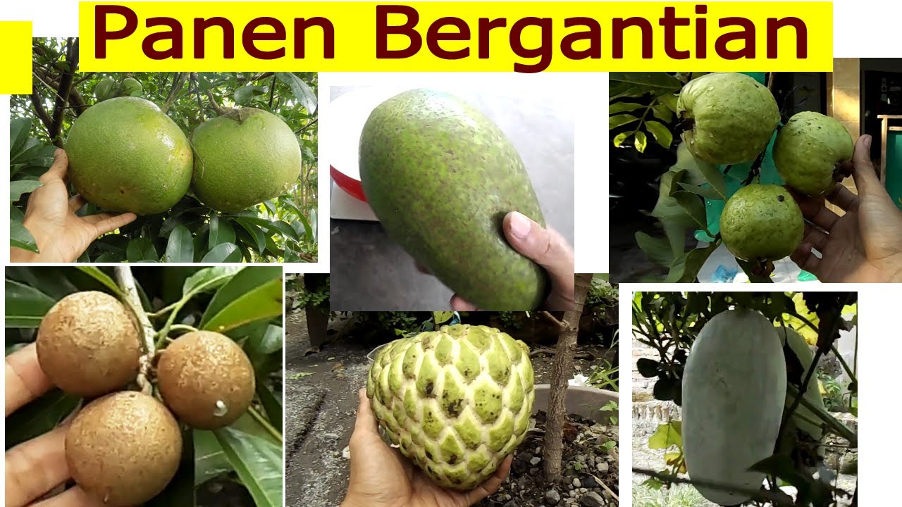 Inspirasi 10 Tanaman Buah & Tabulampot part 2