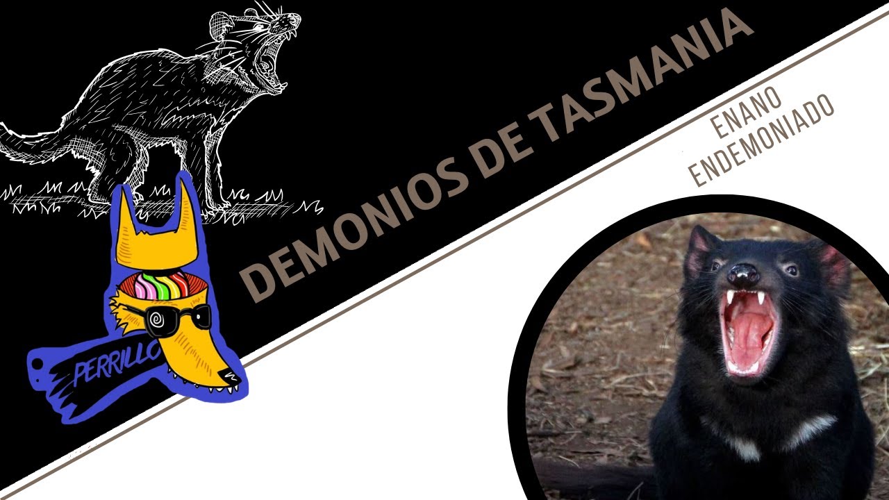 Demonios de Tasmania: El Enano Matón Sureño | Ep 83| CULTURA COLMILLUDA