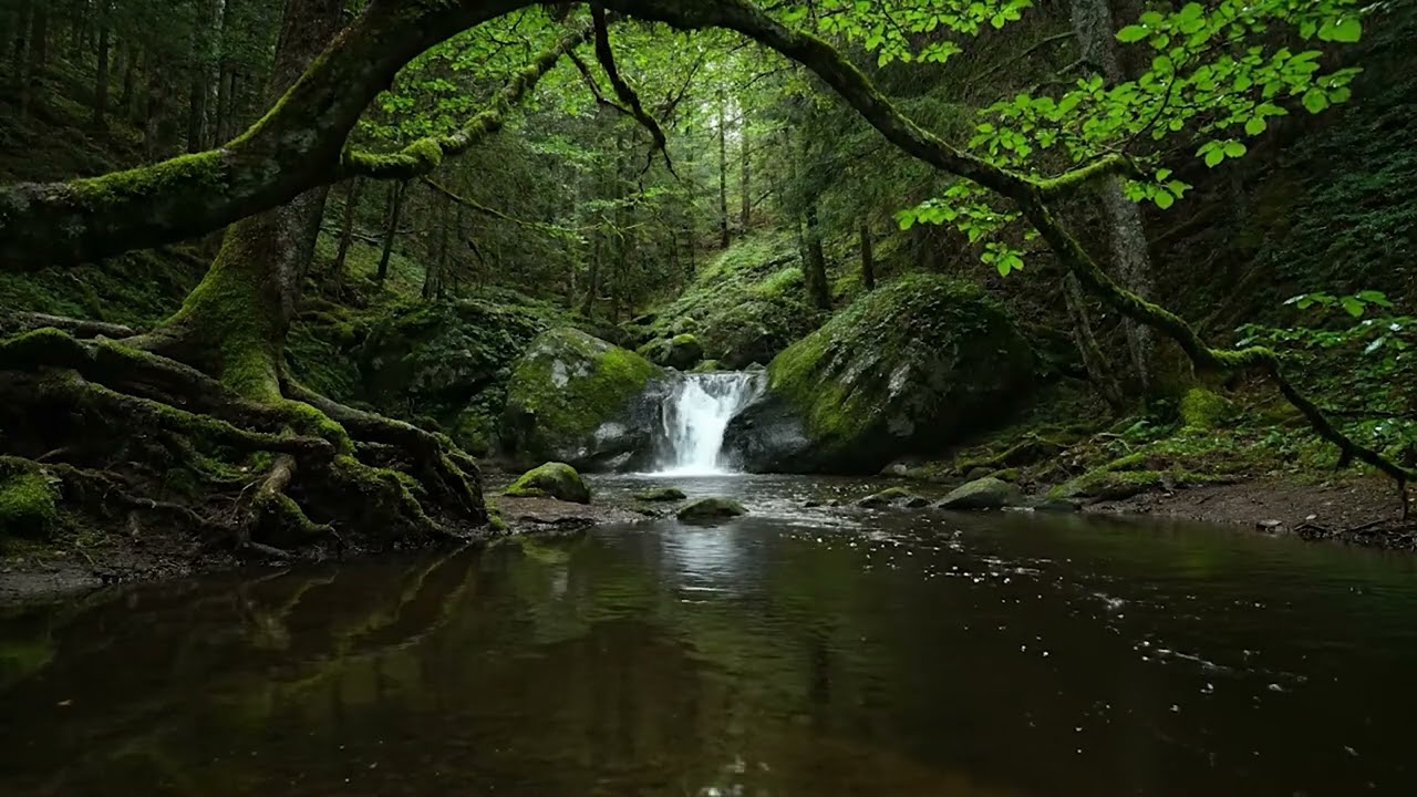 Relaxing River Sounds in Forest 🌲 Water Flow & Birds for Deep Sleep & Study Ambience