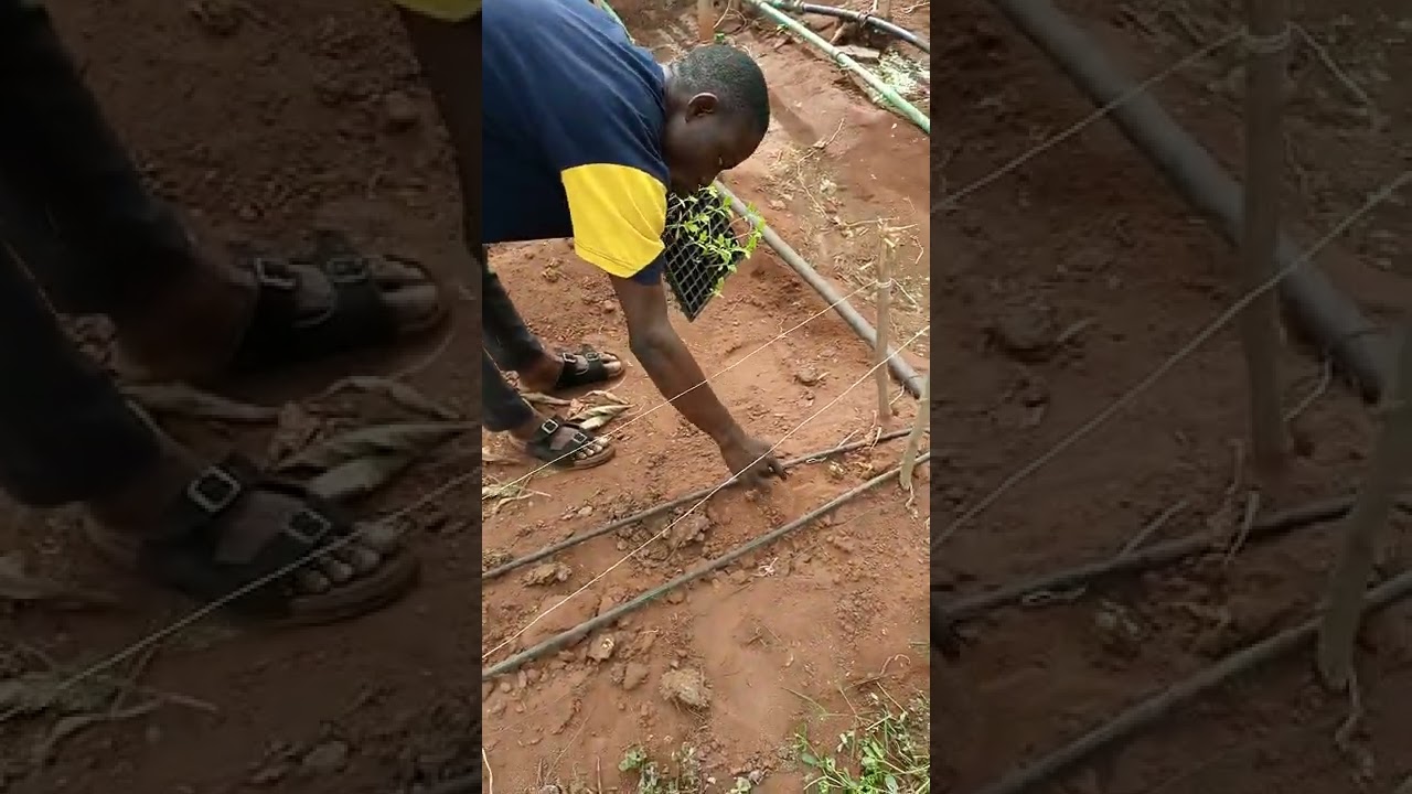 HOW TO TRANSPLANT YOUR TOMATOES NURSERIES