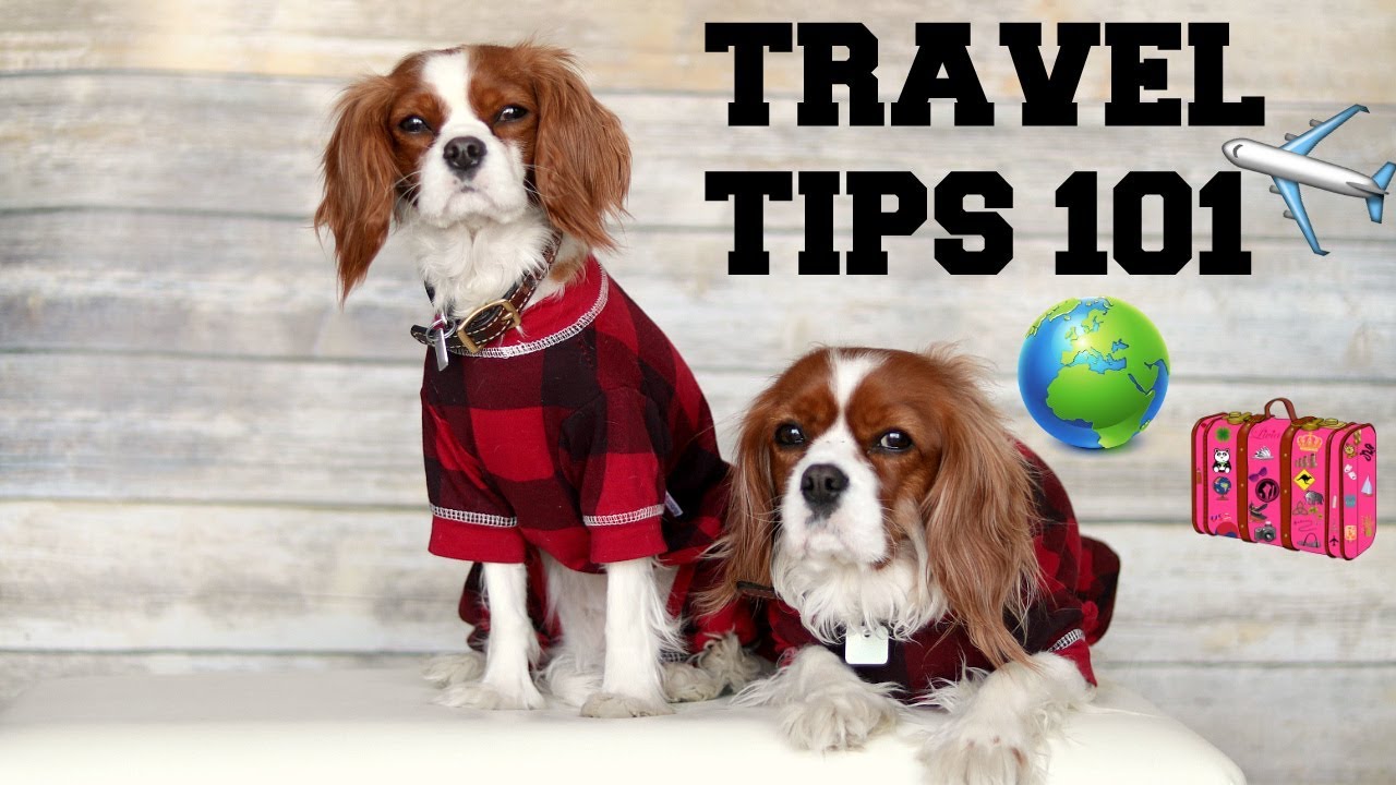 8 DOG TRAVEL TIPS: THINGS TO DO TO GET YOUR DOG TRAVEL-READY | Traveling with dogs