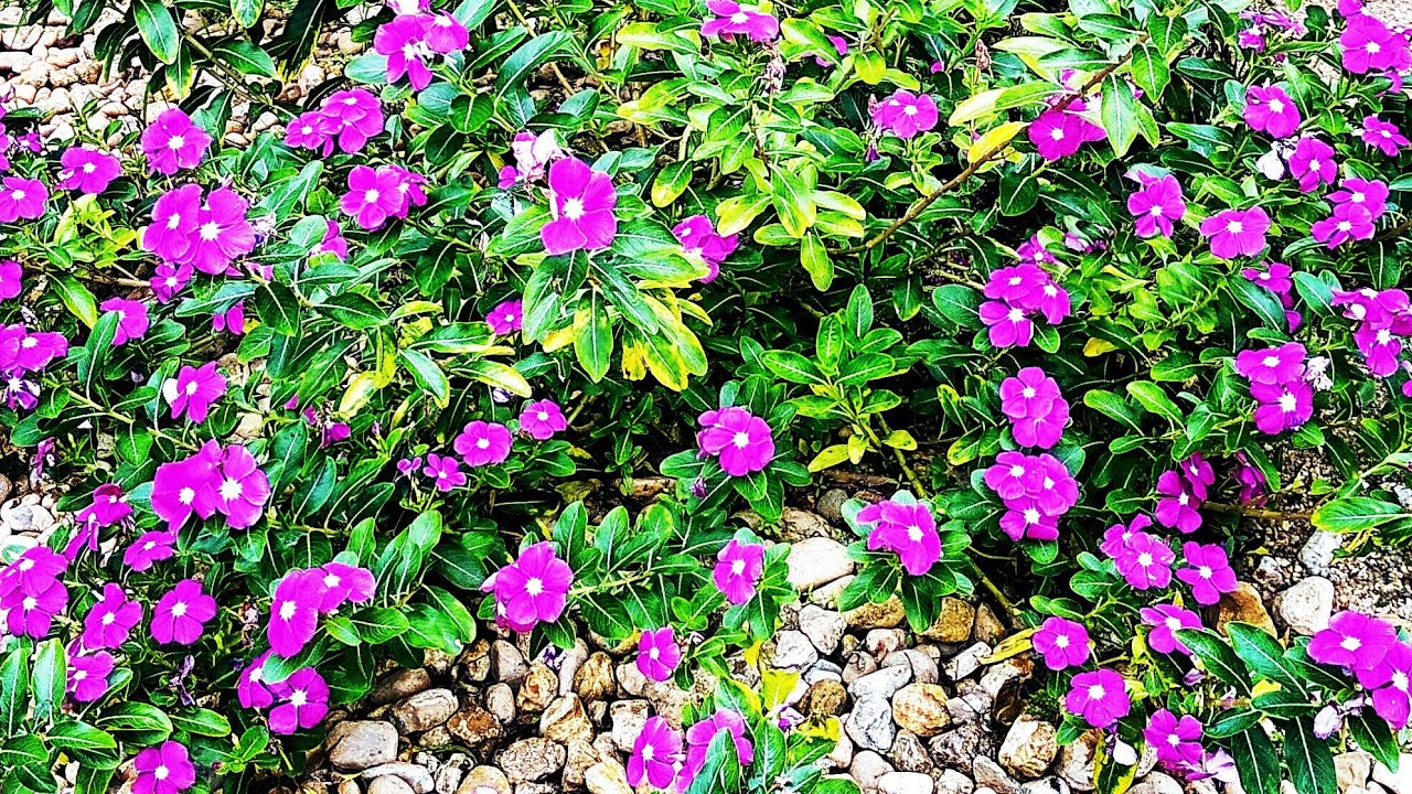 5 PERGUNTAS E RESPOSTAS SOBRE A FLOR VINCA