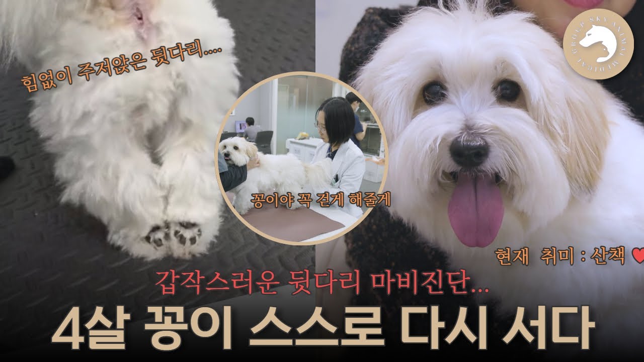 4살 꽁이의 갑작스러운 다리 마비, 스스로 다시 걷기까지 !