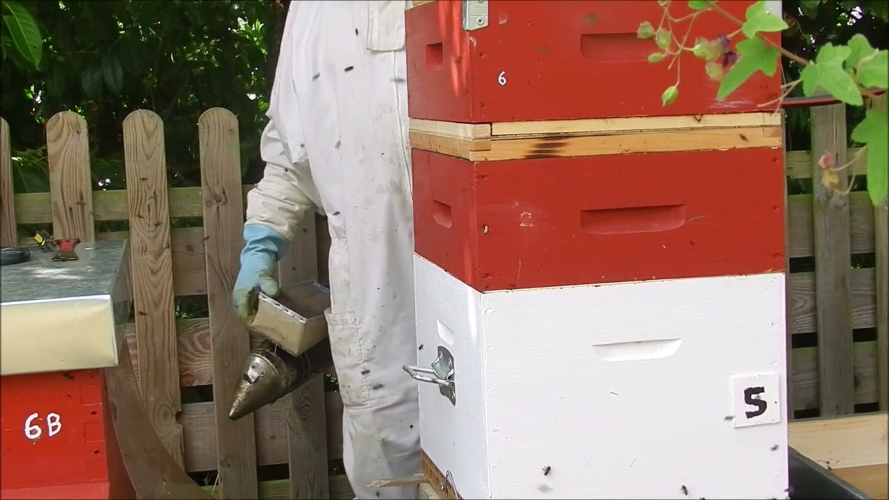 Pose du Chasse Abeilles pour récolté le miel avec retrait des hausses abeilles noires en colère