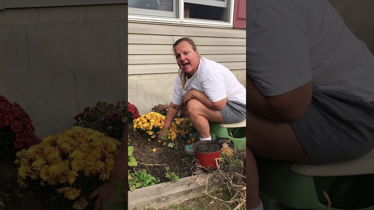 How to Winter Over Your Potted Mums