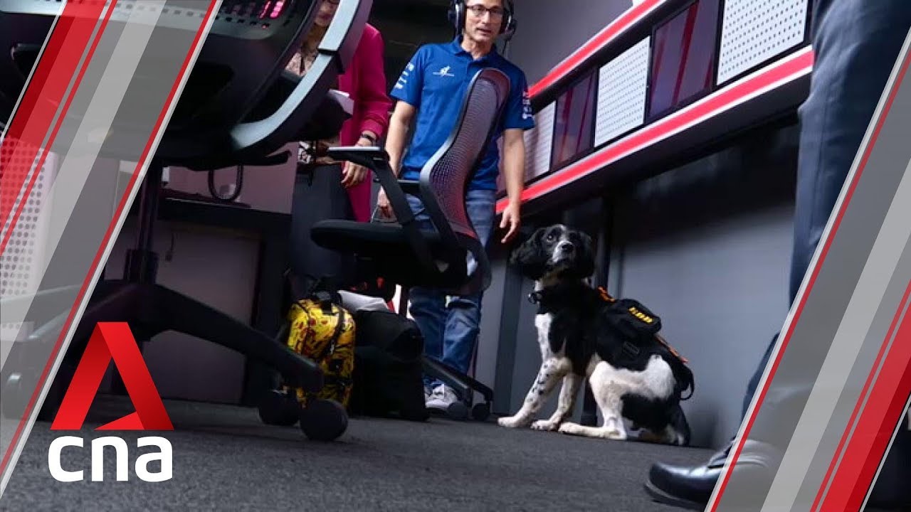 CNA938 interview: Meet Bonzo, the newly minted sniffer dog