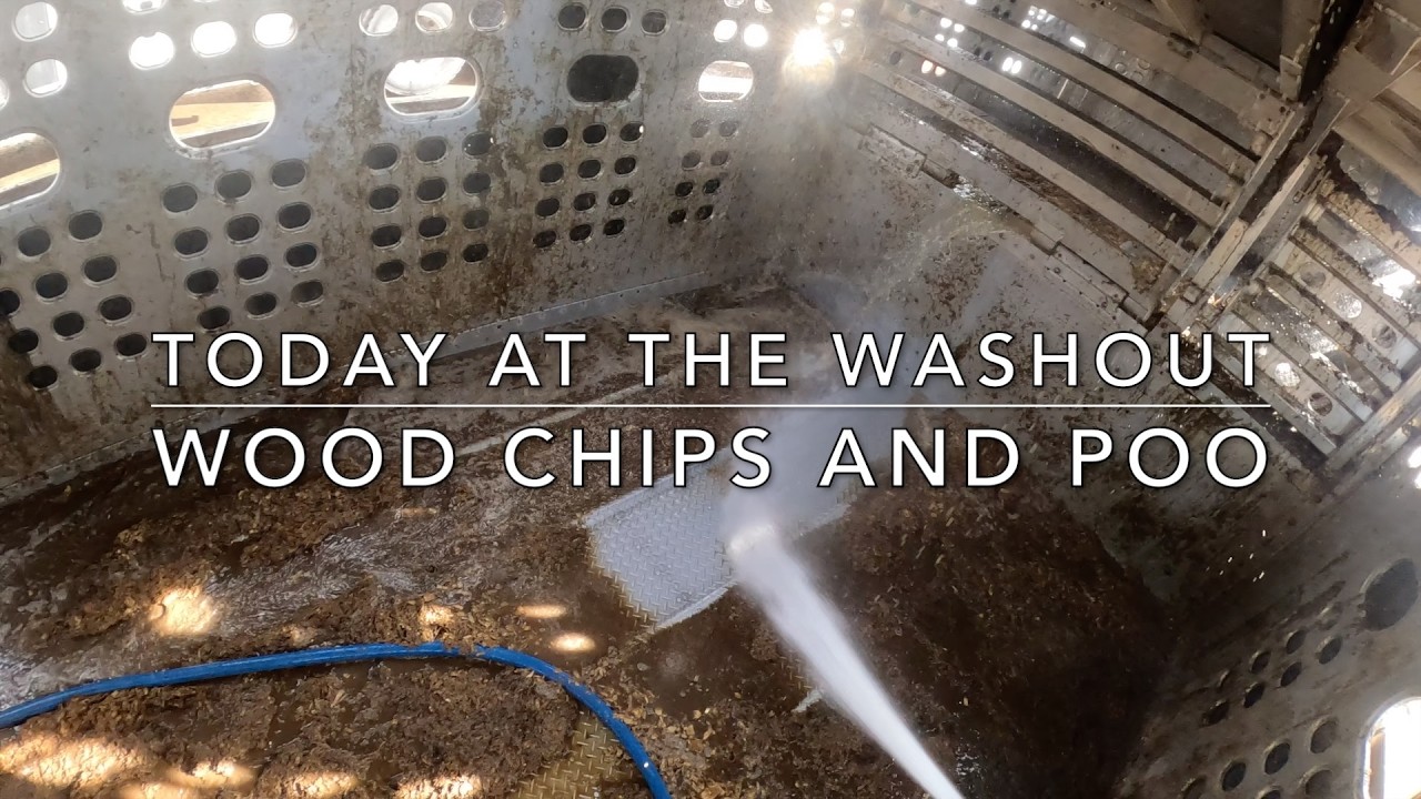 Wood chips and poo! (Cattle Washout ASMR Ep. 33
