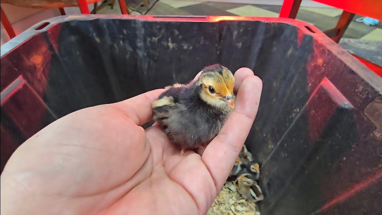 R3A - Ya nacieron los pollitos! Una mañana en el rancho con nuevos integrantes! 