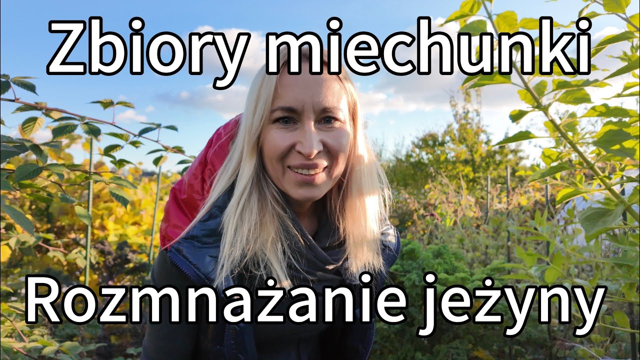 Zbieram ostatnie miechunki, kolejne pryzmy i sadzonki jeżyny. 