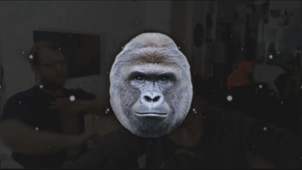 🦍 DJ HARAMBE & DJ AMRAH 🎵✈🆕❗SROGI ODDECH V2🆕❗♫VIXA PIXA♫🆕❗NAJLEPSZA SKŁADANKA DO ODDYCHANIA 2021🆕❗ 🦍
