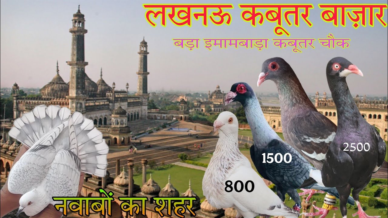 Nakkhas Lucknow kabootar market 28-12-2025. Lucknow birds market. लखनऊ कबूतर बाज़ार