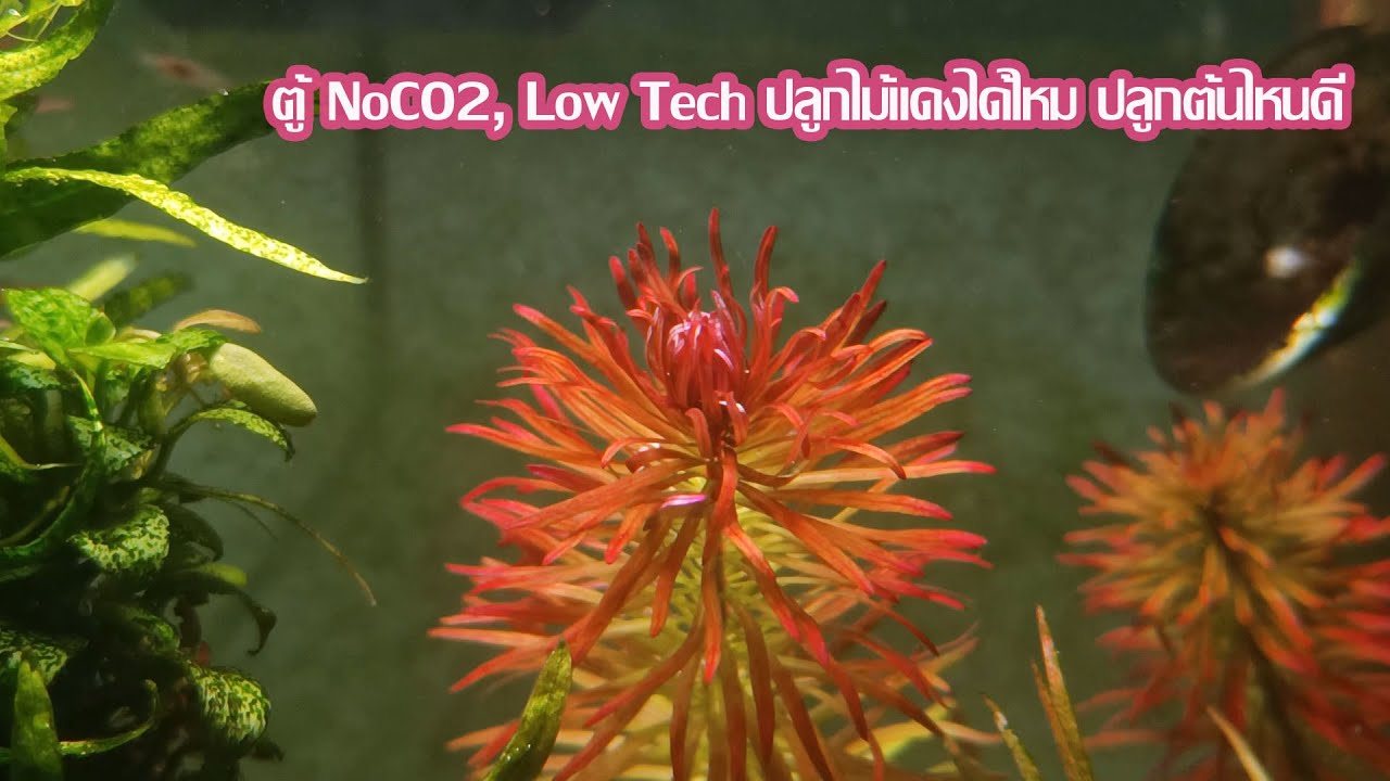ตู้ NoCO2, Low Tech ปลูกไม้แดงได้ไหม ปลูกต้นไหนดี