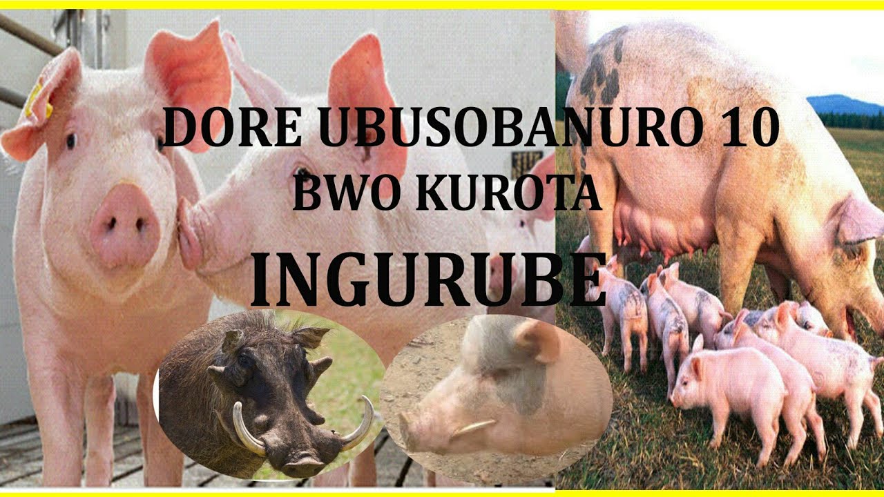 Kurota Ingurube